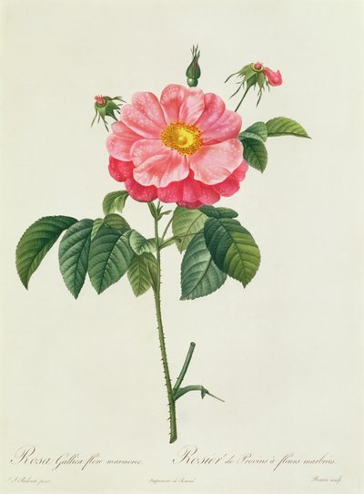 Rosa Gallica Flore Marmoreo de Pierre Joseph Redouté